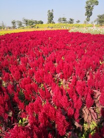 花卉