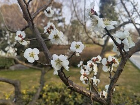 枝头春意