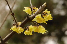 蜡梅 