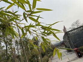 竹叶