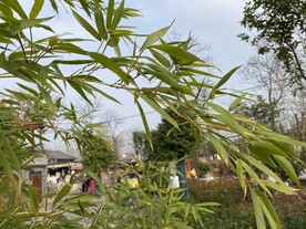 竹叶
