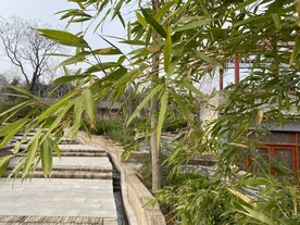 竹叶
