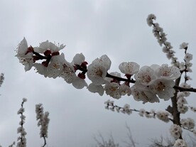 杏花