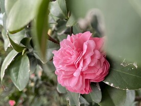 粉色山茶花