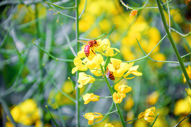油菜花