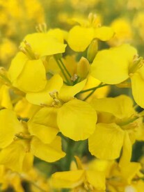 油菜花素材 