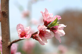 春天桃花