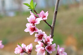 桃花粉色