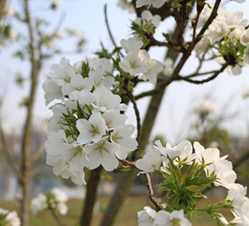 李花