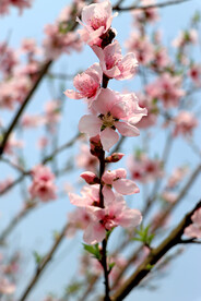 粉色桃花