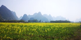 油菜花