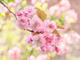 粉红色的花瓣 