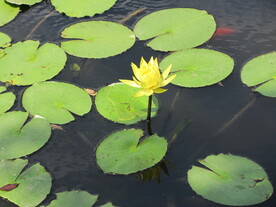 黄色荷叶荷花
