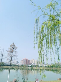 公园湖畔美景