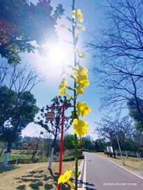 天空下的春天