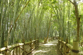 竹林