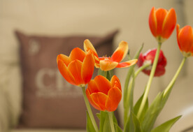 郁金香超高清大图