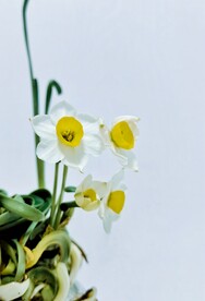 水仙花