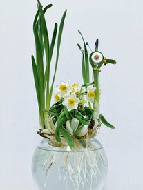 水仙花