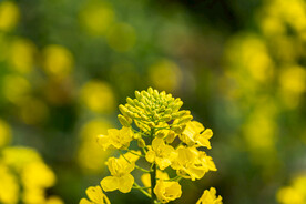油菜花