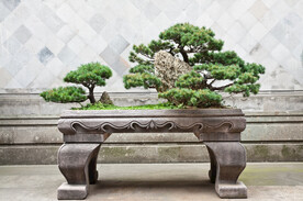 盘景