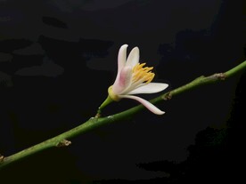 柠檬花