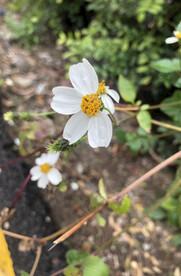 路边花朵随拍