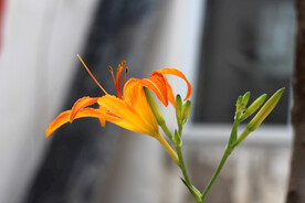 黄花菜