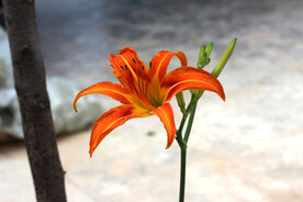 黄花菜