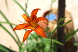 黄花菜