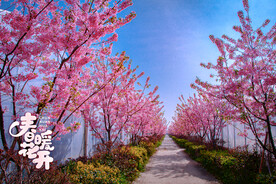 春暖樱花