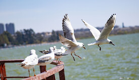 滇池边的海鸥