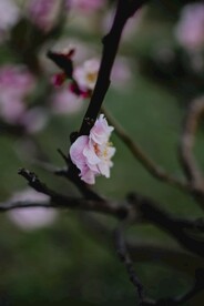 阴影中的小花