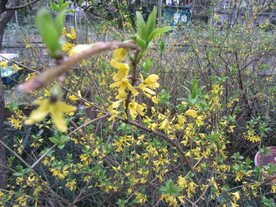 迎春花