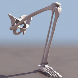 C4D模型人体骨骼模型腿骨