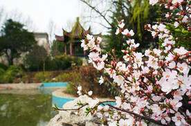 树枝上的桃花摄影图