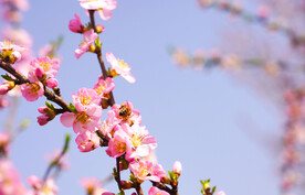 蓝天下的桃花摄影