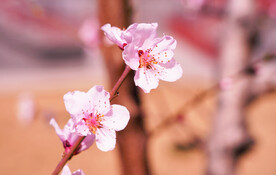 桃花高清特写素材