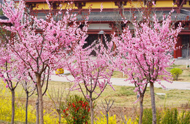 盛开的桃花树