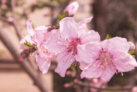 桃花高清摄影图