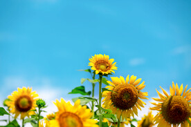 向日葵