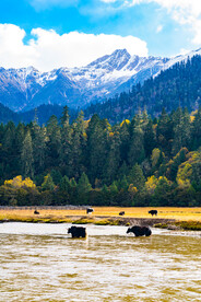 林芝鲁朗贡措湖雪山林海湖水过河