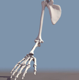 手臂骨骼3dmax模型 