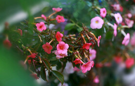 长筒花