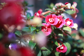 长筒花