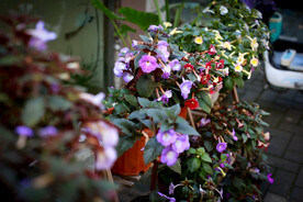 长筒花