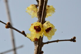 蜡梅