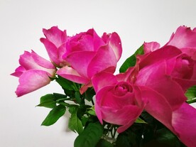 牡丹花 花卉