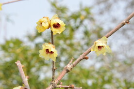 蜡梅 