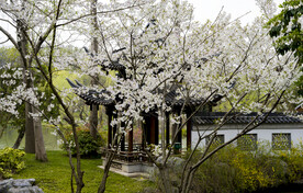 樱花盛开的院子